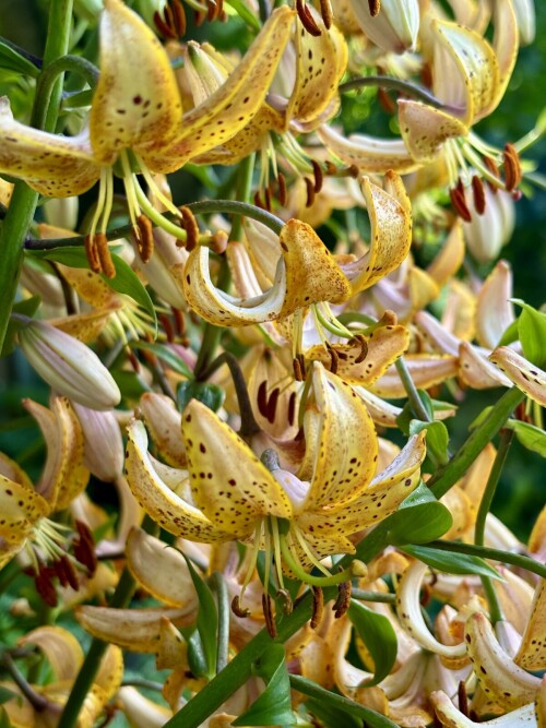 Guinea Gold