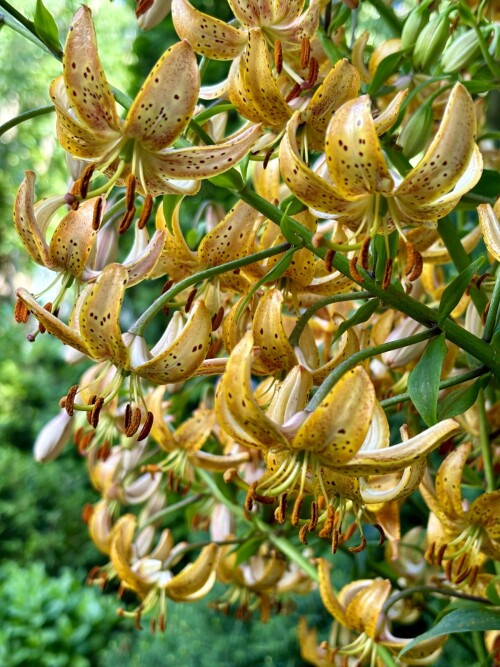 Guinea Gold