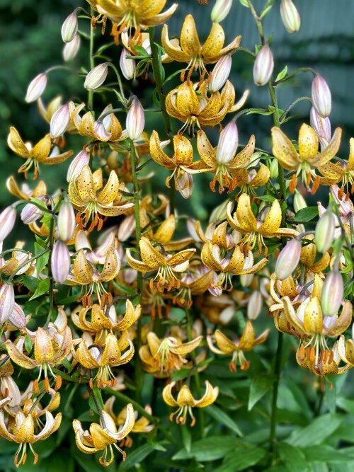 Guinea Gold