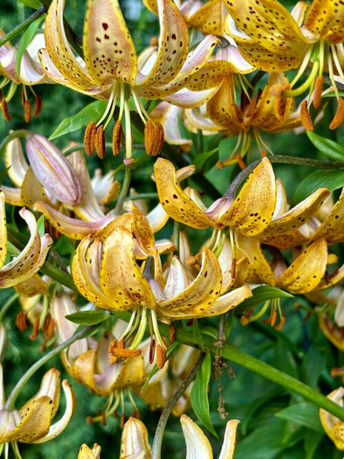 Guinea Gold