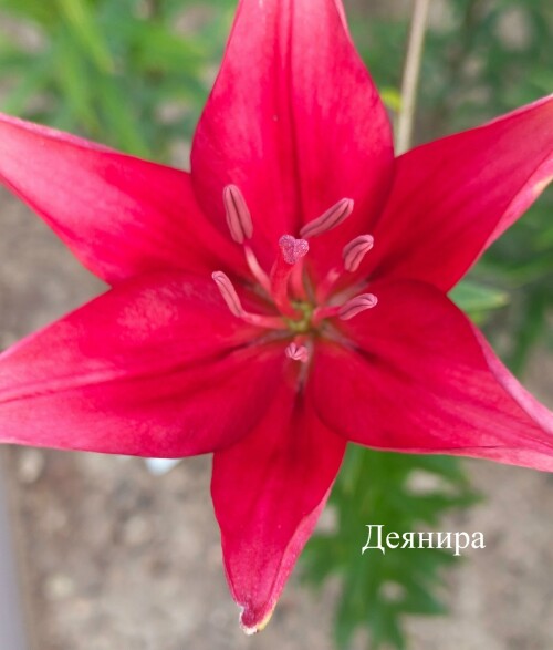 DEYNIRA16405b4a1aa708559.jpg