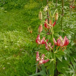 IMG_20260622_17364478626c520ec19ce1