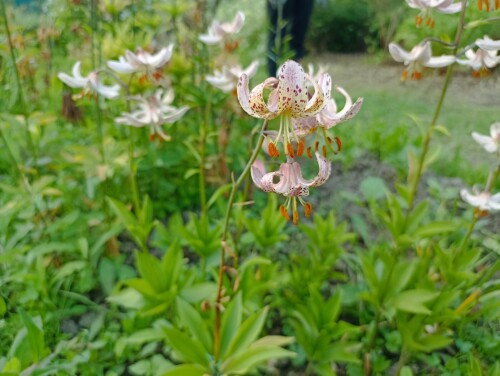 IMG_20260624_1807370308f66379e0ad9f.jpg