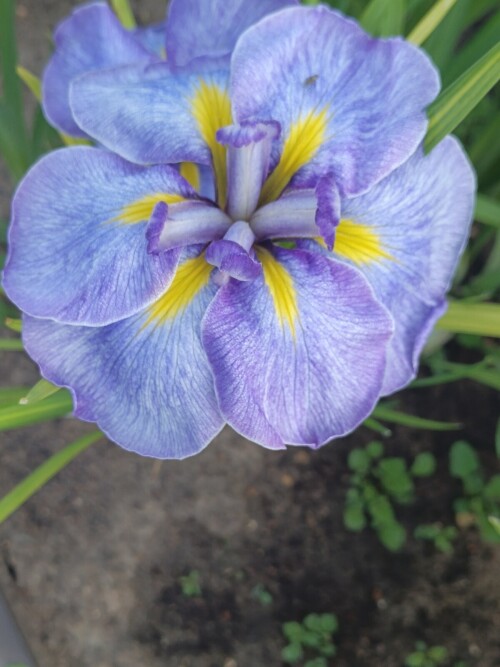 IMG 20260629 053719 220