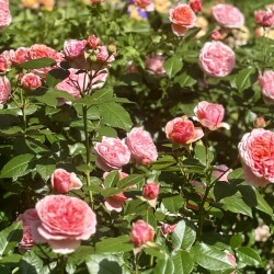 IMG_2495caa7cfee77008310