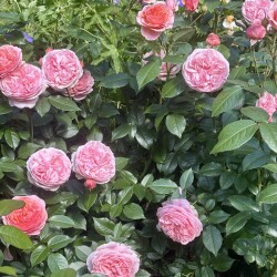 IMG_2498105386546ac77bdf