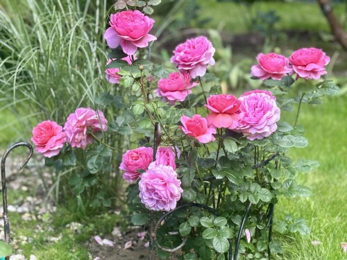 Princess Alexandra of Kent