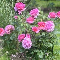 IMG_250559e1283288b20020