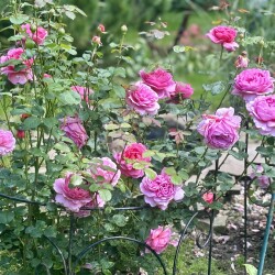 IMG_25065e94d310e3a940b1