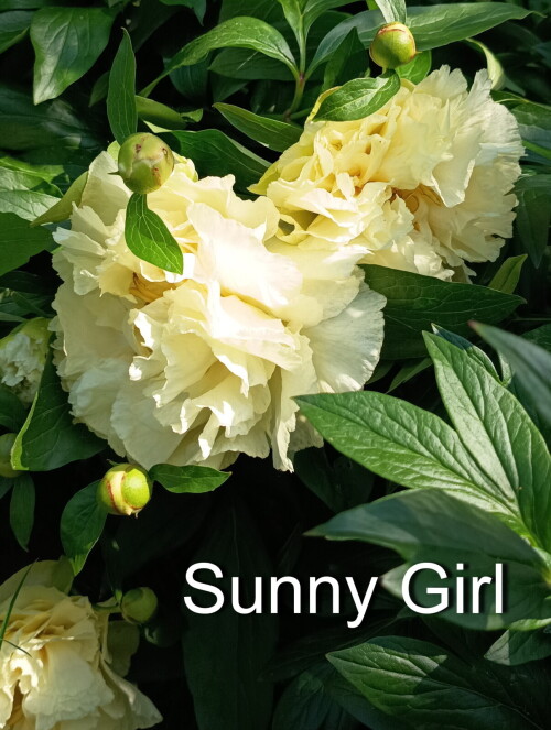 35 Sunny Girl 