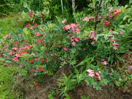DSCN52047abe4c916c2877a0.jpg