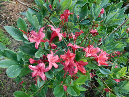 DSCN52058e5c0e36f1e3e764.jpg