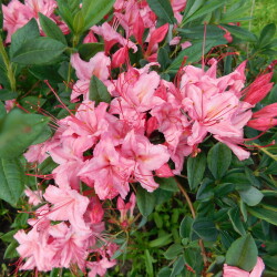 DSCN520675e25fb5cf49c50a