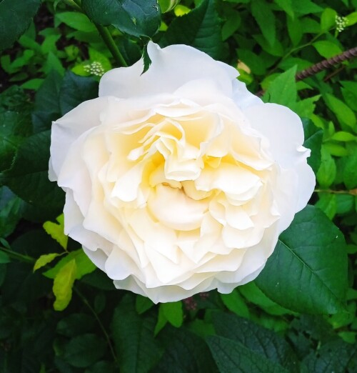 Eugenie-1-7-0c7b303ec26b7515c.jpg