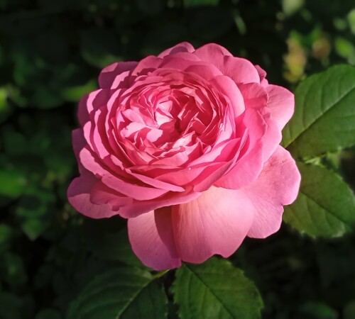 Kent-11c856d81e60b8ae9.jpg