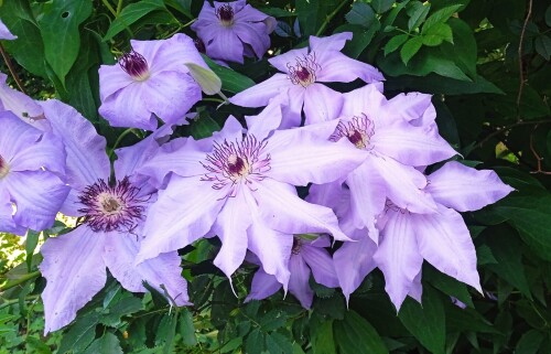 blue-Clem-1-7b27d4b9ec6f634be.jpg