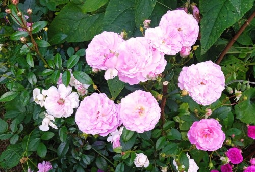 blush-mini951960b126c8fb17.jpg