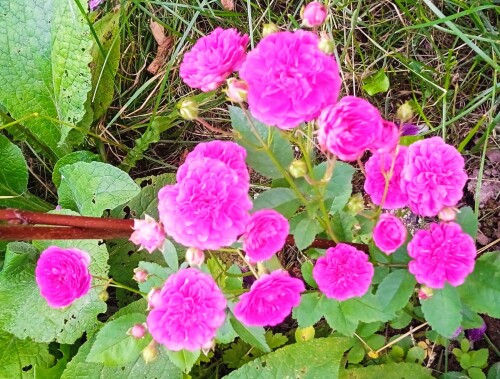 lilac-minia096bdf683960ce3.jpg