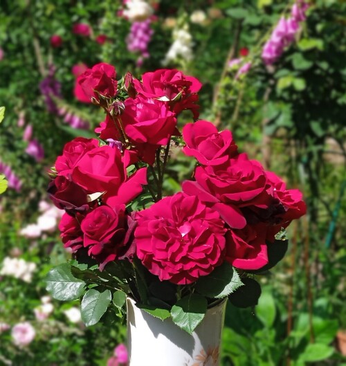 red-roses-1-jul0b8ff70b0a5c71be.jpg