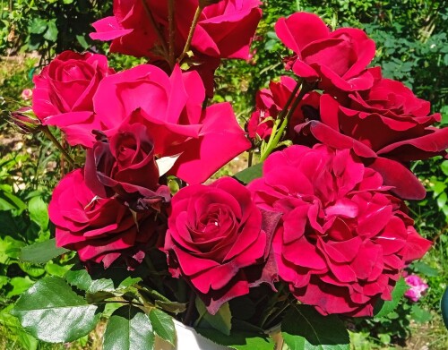 red-roses-26b02eda81297673d3.jpg