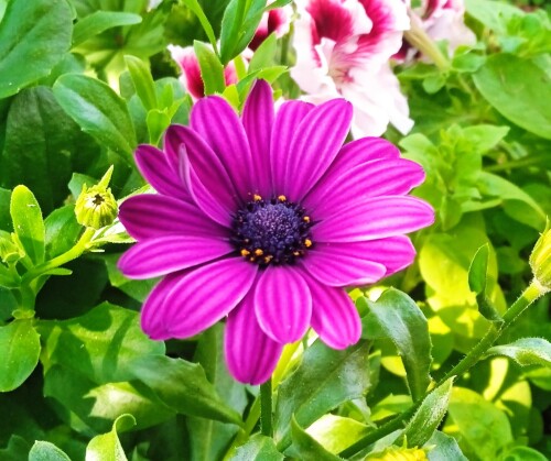 sunny-purple-1-7726cc3fa158cc4da.jpg