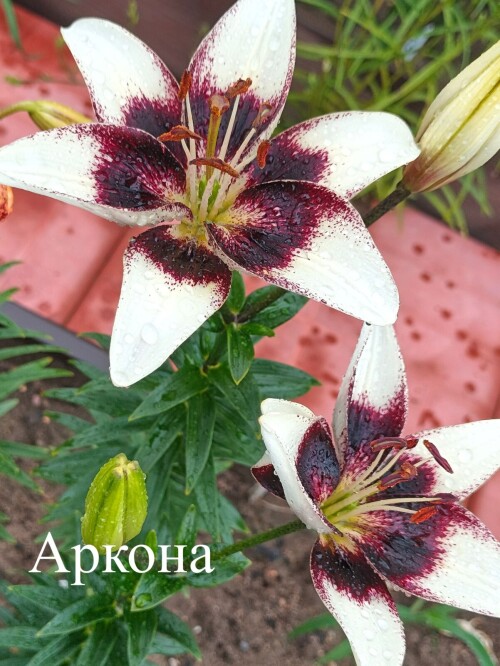 ARKONA42825ff934dbf7a5.jpg