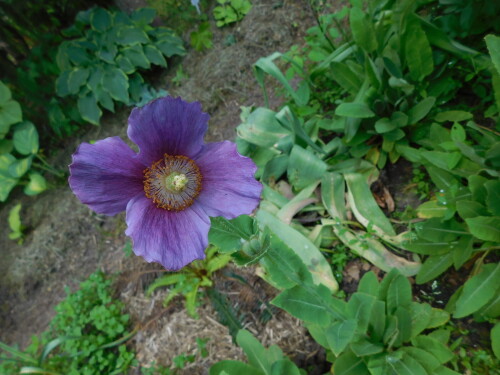 DSCN46012d7f1cf7a07351f8.jpg