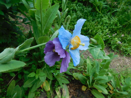 DSCN46027517d543eda815a9.jpg