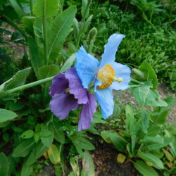 DSCN46027517d543eda815a9