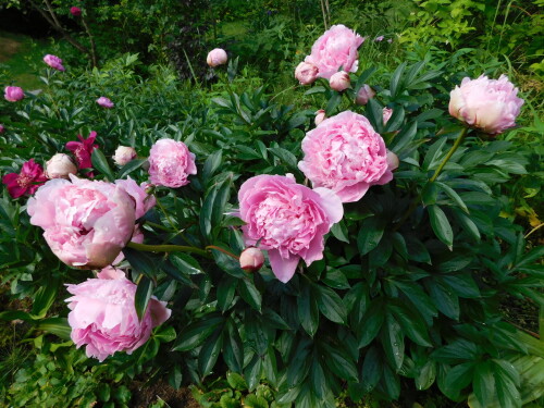 DSCN513352ac8c08d6dde413.jpg