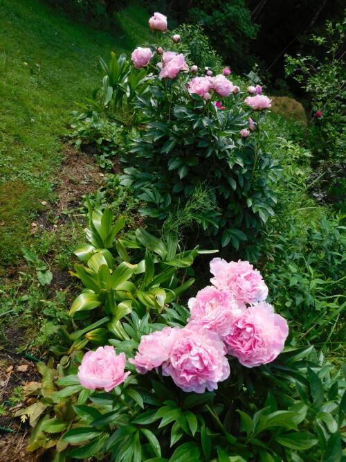DSCN51345616b28fd53556b7.jpg