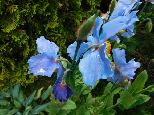 DSCN517388b95477012d7fc1.jpg