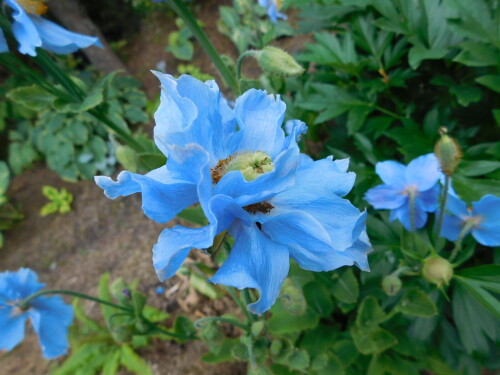 DSCN52573aaedfe2ee2aa67f.jpg