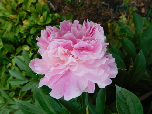DSCN5286