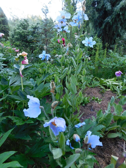 DSCN53010252287d7c586ce3.jpg