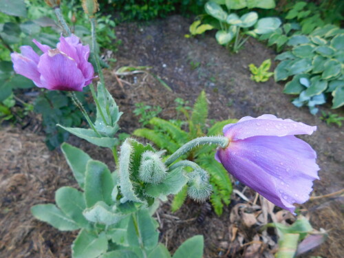 DSCN53054c8b0af6162fa9d3.jpg