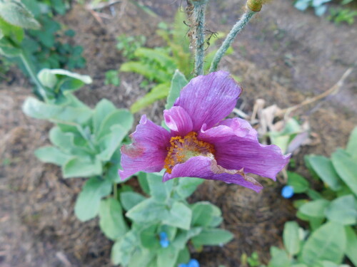 DSCN53062f7633e6d87ee203.jpg