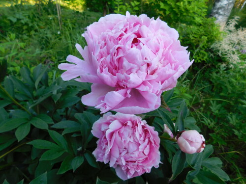 DSCN531470ce605f9fa86685.jpg