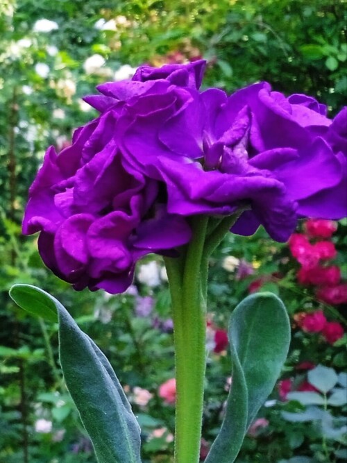 purple-2-Jul-2fe76460866ac7490.jpg