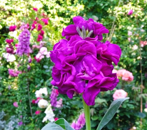 purple-2-julb747e61749cec271.jpg