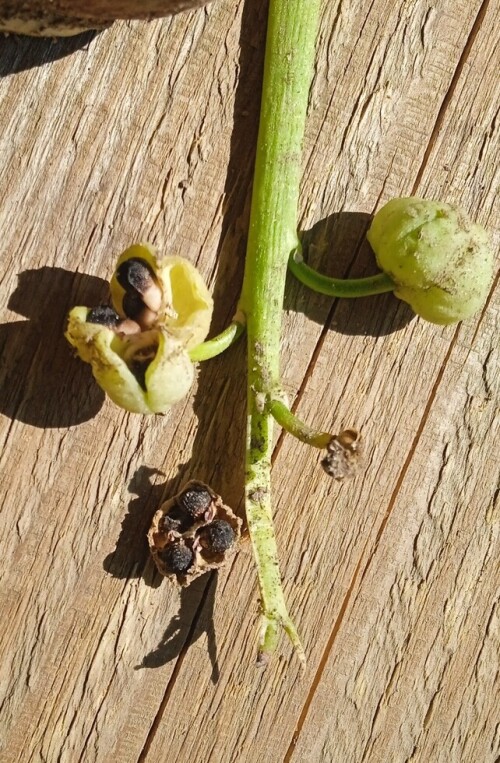seeds-2-75846494ee971de27.jpg