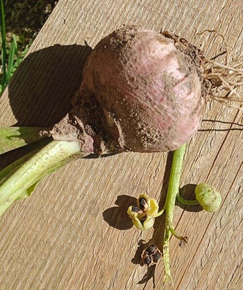 seeds-25d626b758dc72fd0.jpg