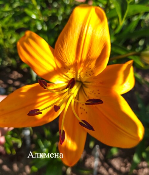 ALKMENAa5992eaecdde2ee1.jpg