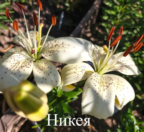 NIKEY27045ad8928de8547.jpg