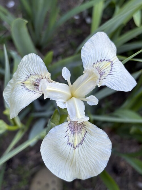Ирис болотный (аировидный, желтый) (Iris pseudacorus) Foxcroft Full Moon (3)