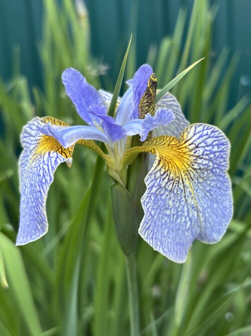 Ирис болотный х сибирский (I. pseudacorus x I. sibirica) Ally Oops (2)