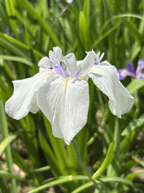 Ирис гладкий (Iris laevigata) Snowdrift (3)