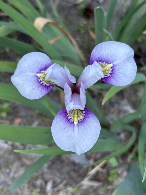 IRIS-K-BIVERSATA-Iris-x-biversata-I.-ensata-x-I.-versicolor-MALYTKA-2aeac0091f7c7f09c