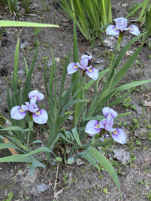 IRIS-K-BIVERSATA-Iris-x-biversata-I.-ensata-x-I.-versicolor-MALYTKA-3dd2dbaff608c7ef2