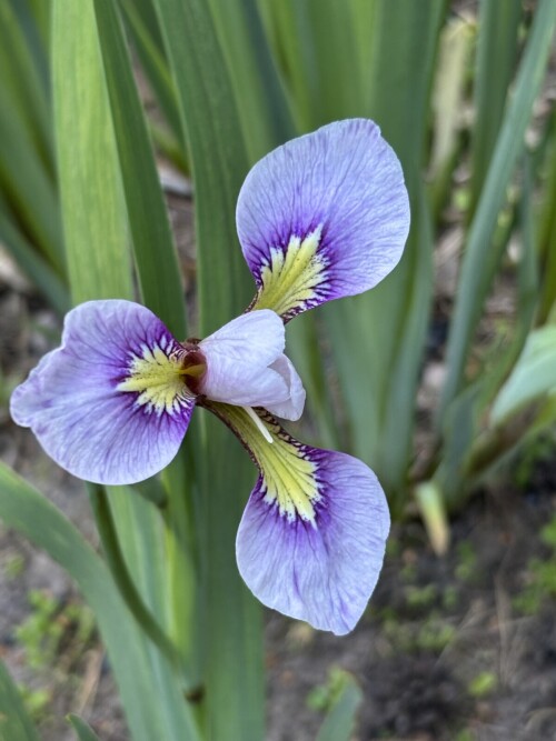 IRIS-K-BIVERSATA-Iris-x-biversata-I.-ensata-x-I.-versicolor-MALYTKA-MAKAROVAe764e890f26aefb6